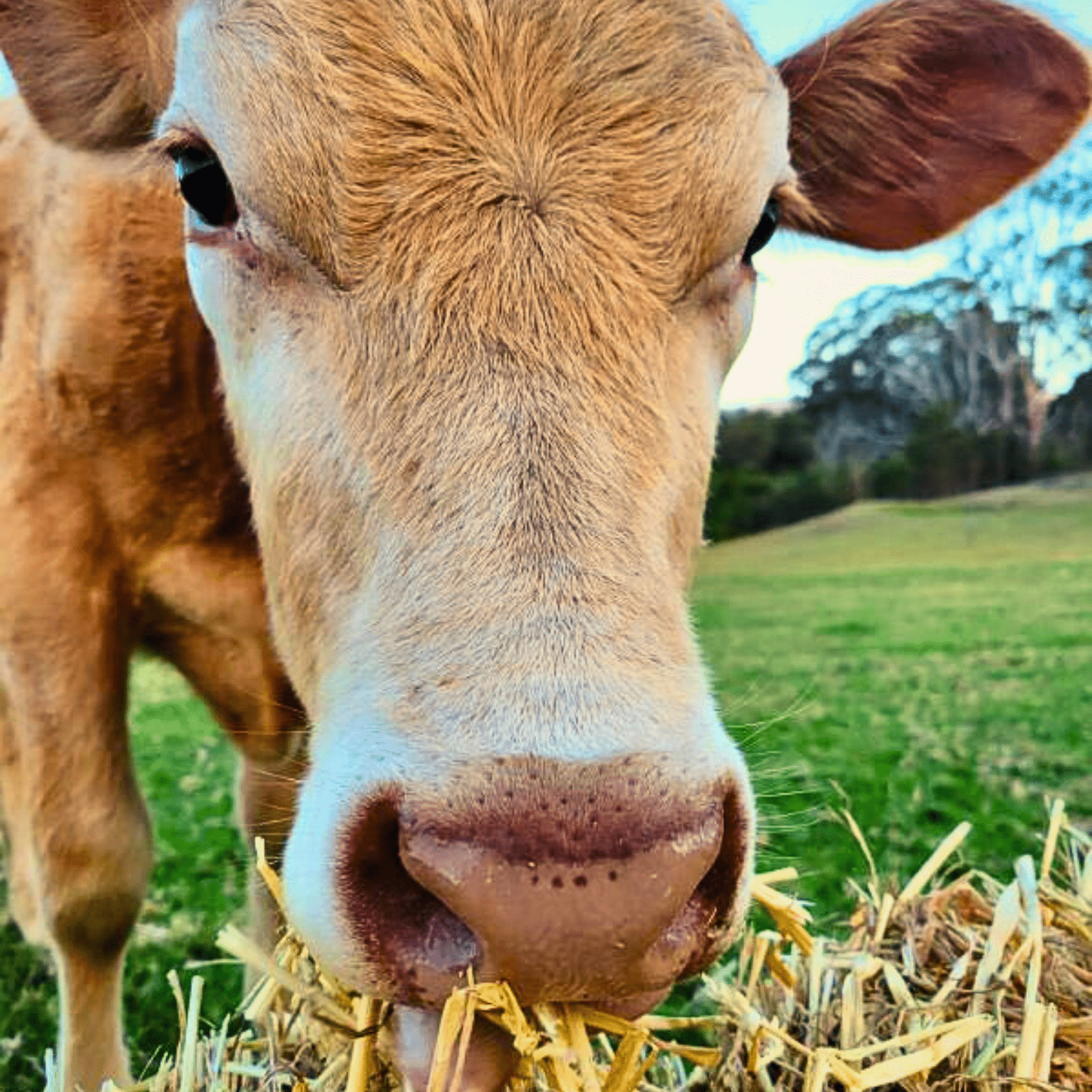 Happy Moo the cow